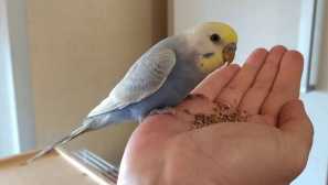 Manuál: ako skrotiť papagáj do rúk